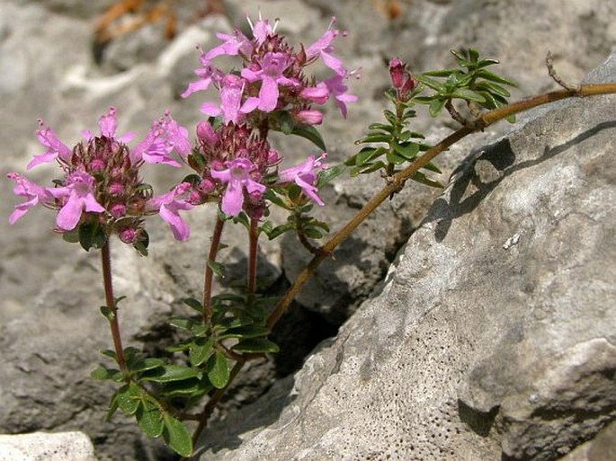 Thymus praecox subsp. praecox