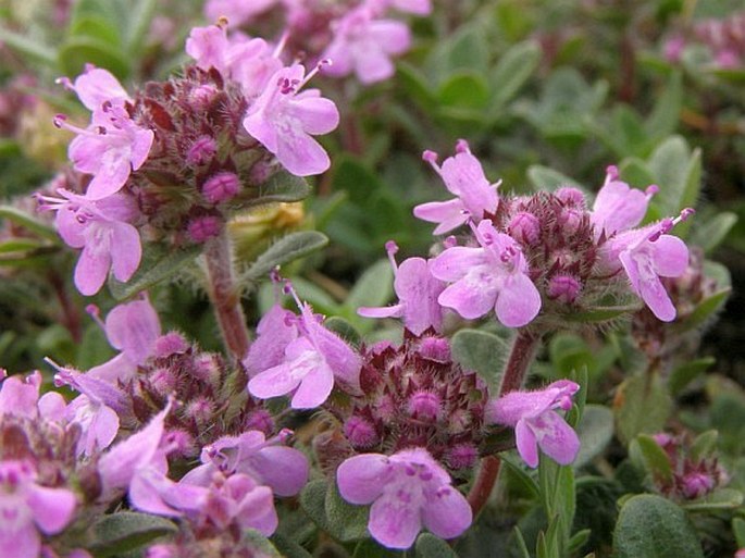 THYMUS PRAECOX Opiz subsp. PRAECOX - mateřídouška časná pravá / dúška včasná pravá