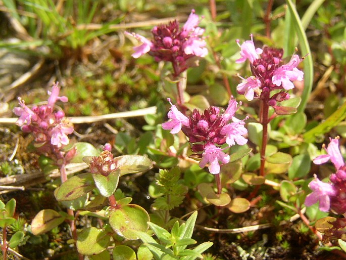 THYMUS PULCHERRIMUS subsp. SUDETICUS (Lyka) P. A. Schmidt - mateřídouška ozdobná sudetská / dúška ozdobná karpatská