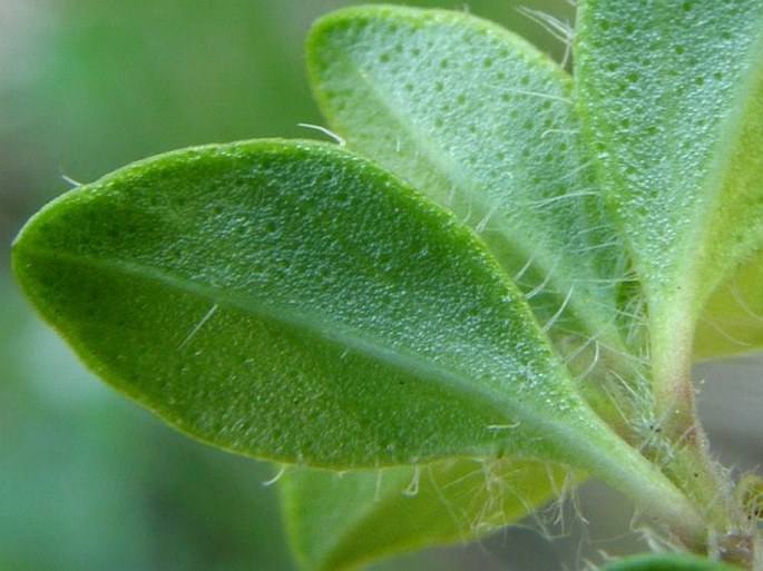 Thymus pulcherrimus subsp. sudeticus