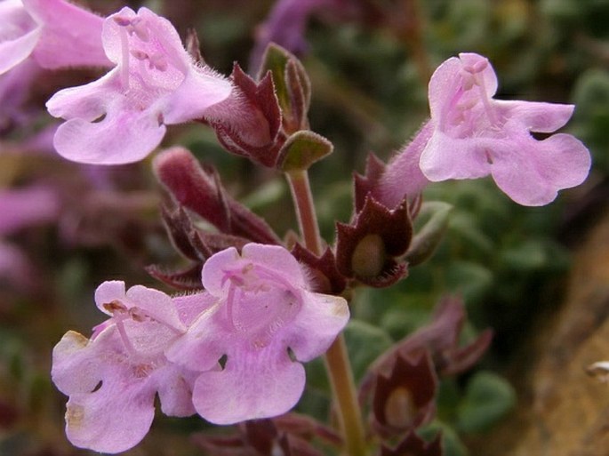 THYMUS TEUCRIOIDES Boiss. et Spruner - mateřídouška / dúška