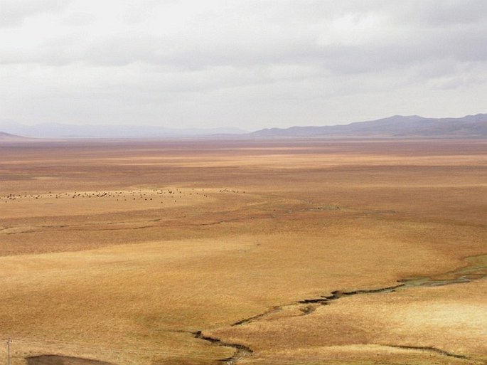 Holarctis – Íránsko-turanská oblast – Tibetská provincie