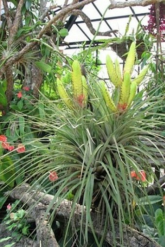 Tillandsia compressa