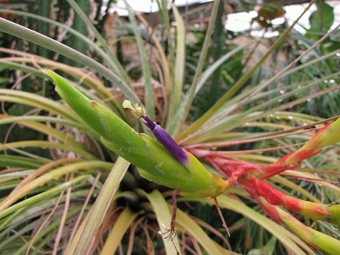 Tillandsia fasciculata