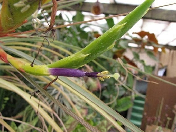 Tillandsia fasciculata