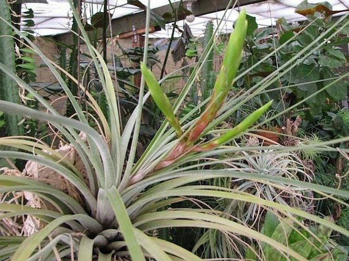 Tillandsia fasciculata