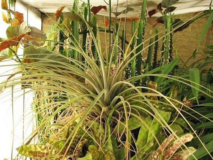 Tillandsia fasciculata