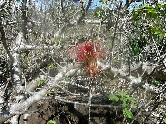 Tillandsia brachycaulos