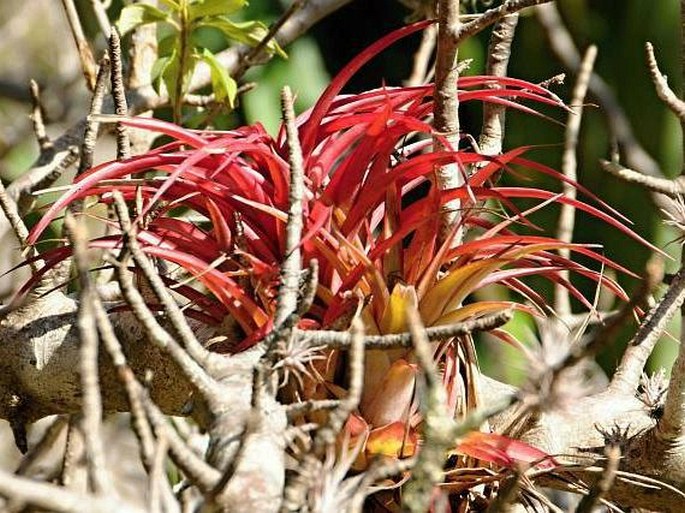 Tillandsia brachycaulos