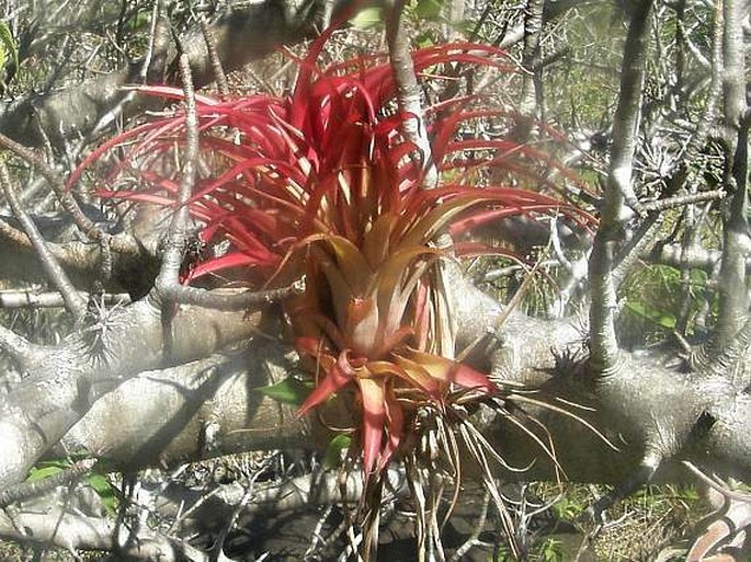 Tillandsia brachycaulos