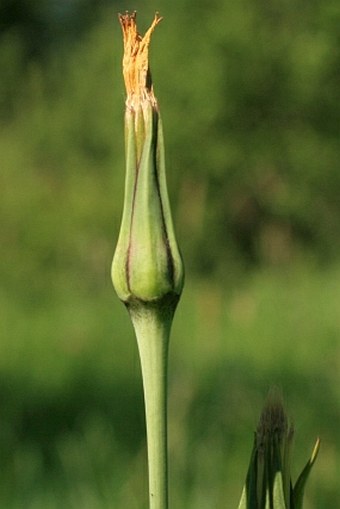 Tragopogon pratensis