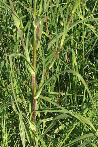 Tragopogon pratensis