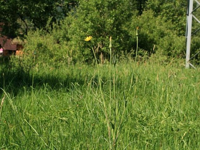 Tragopogon pratensis