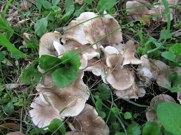 Tricholoma scalpturatum