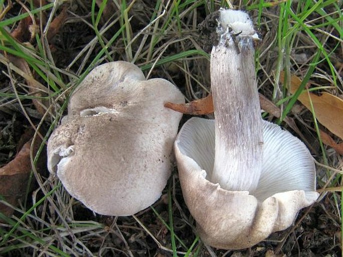 Tricholoma scalpturatum