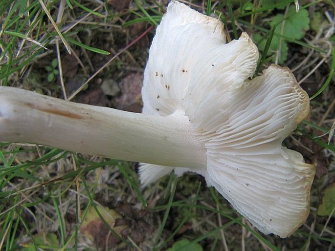 Tricholoma scalpturatum