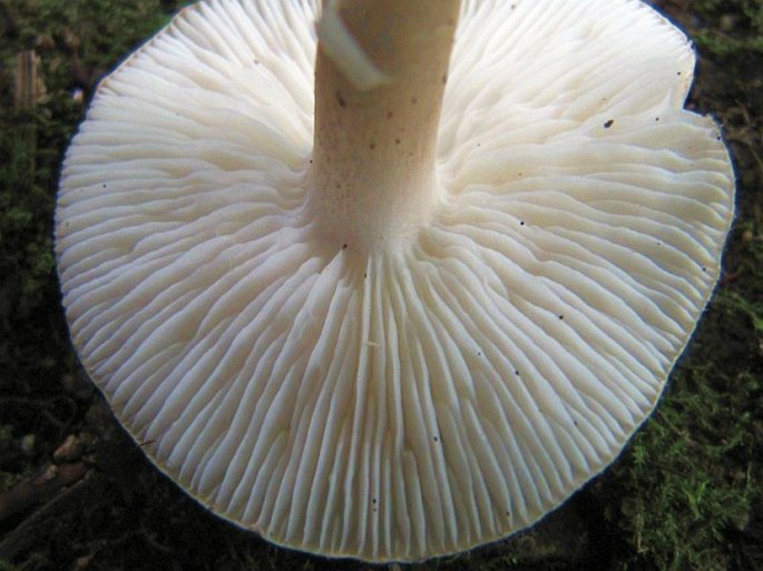 Tricholoma scalpturatum