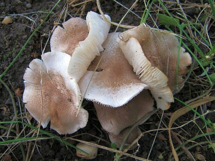 Tricholoma scalpturatum