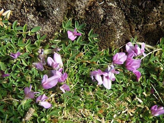 Trifolium acaule