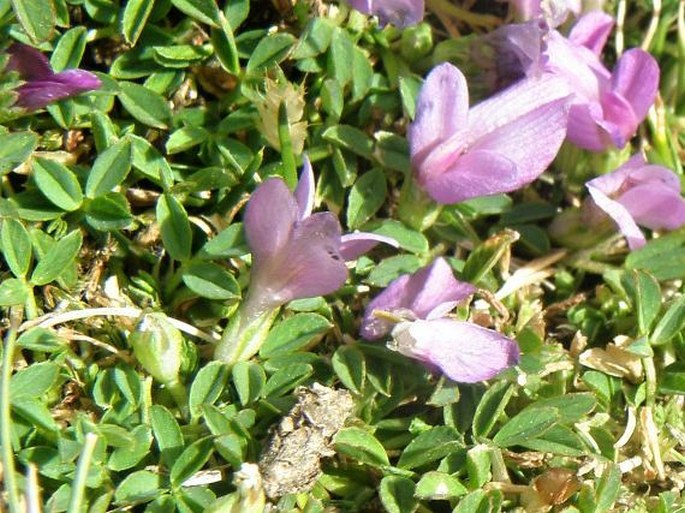 Trifolium acaule