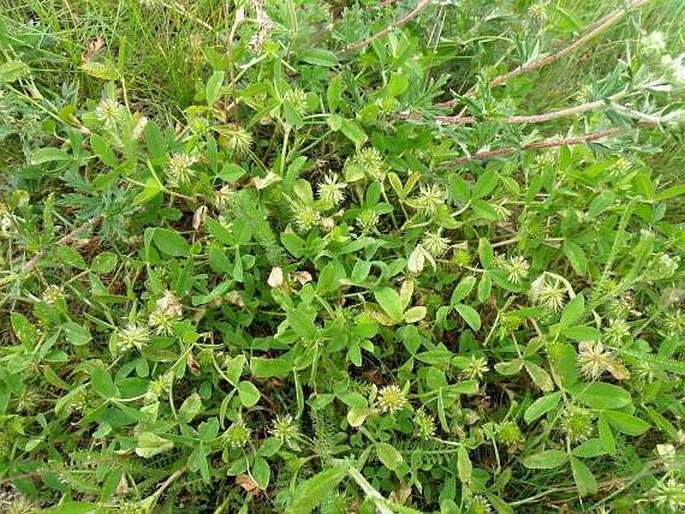 Trifolium retusum