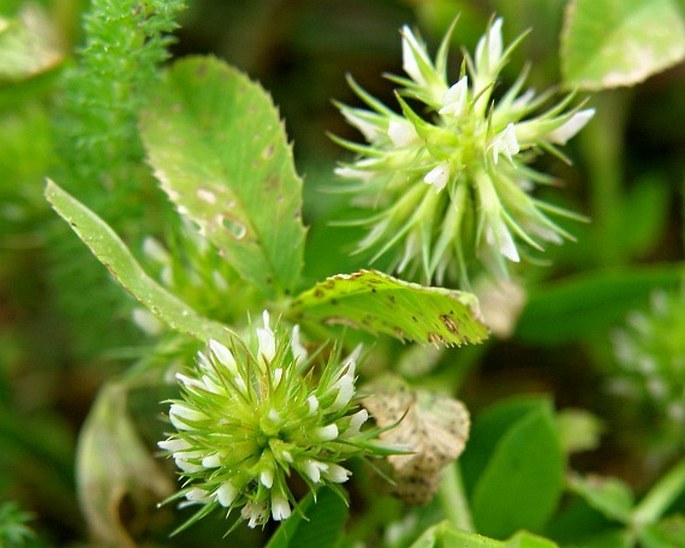 Trifolium retusum