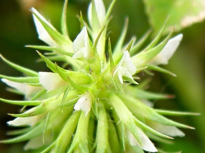 Trifolium retusum