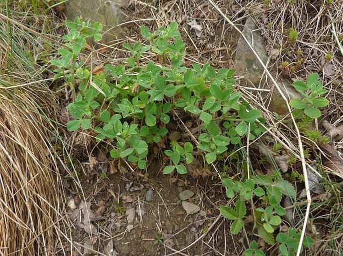 Trifolium striatum