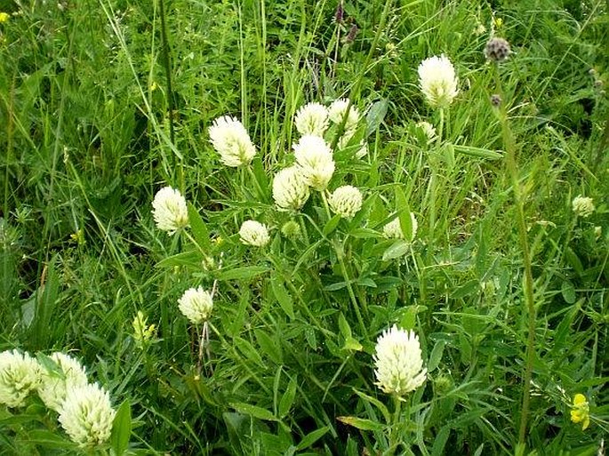 Trifolium pannonicum