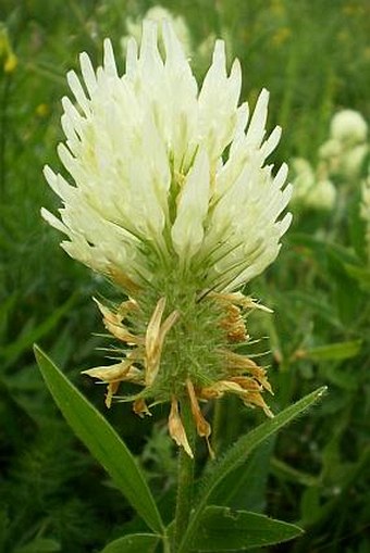 Trifolium pannonicum