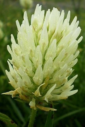 Trifolium pannonicum