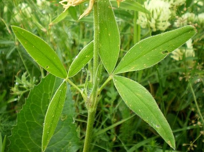 Trifolium pannonicum