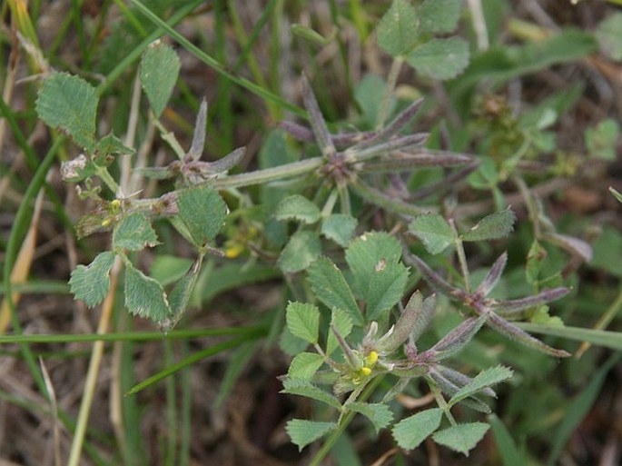 Trigonella monspeliaca