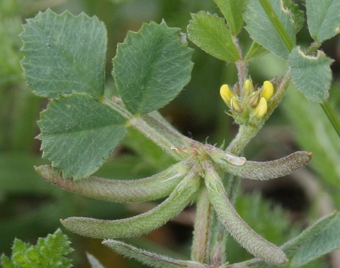 Trigonella monspeliaca