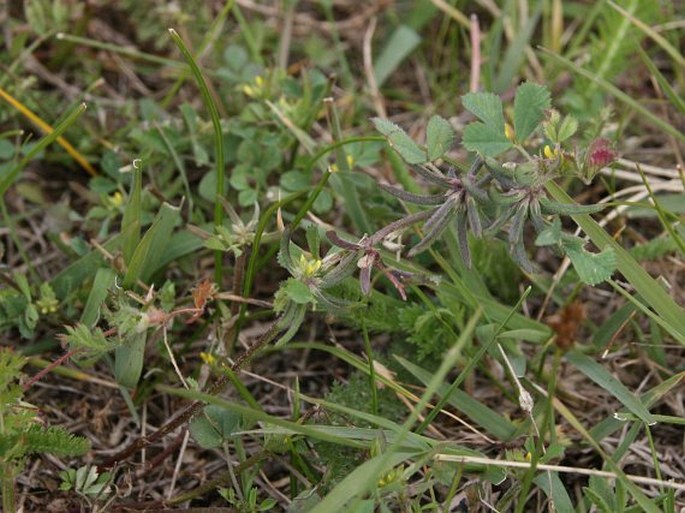 Trigonella monspeliaca