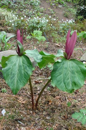 Trillium sessile