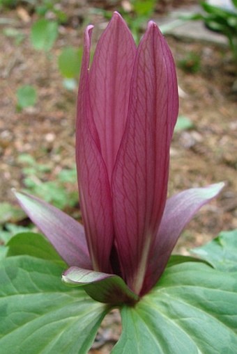 Trillium sessile