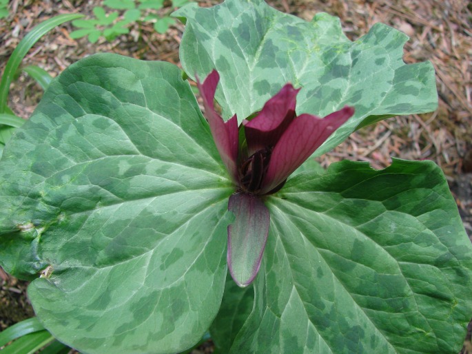 Trillium sessile