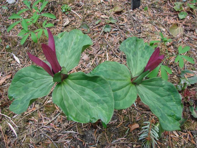 Trillium sessile