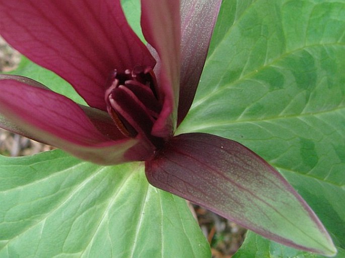 Trillium sessile