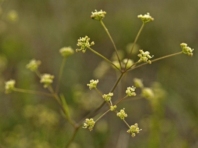 TRINIA UCRAINICA Schischk. - bezobalka ukrajinská / bezobalka Kitaibelova