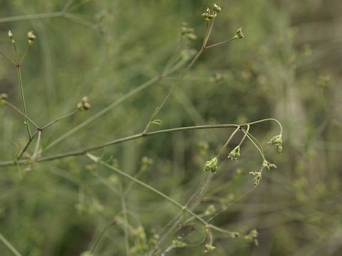 Trinia ucrainica