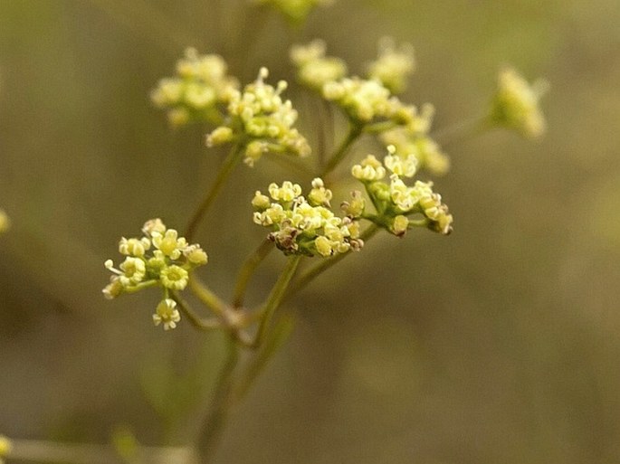 Trinia ucrainica