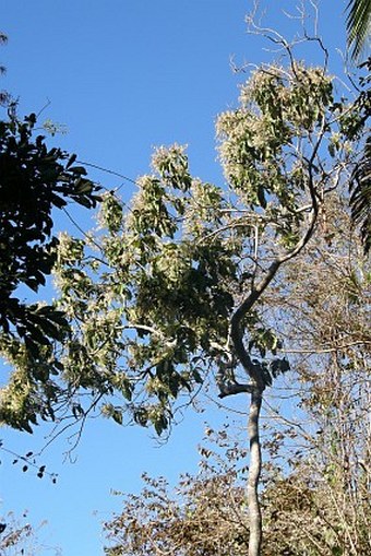 Triplaris melaenodendron