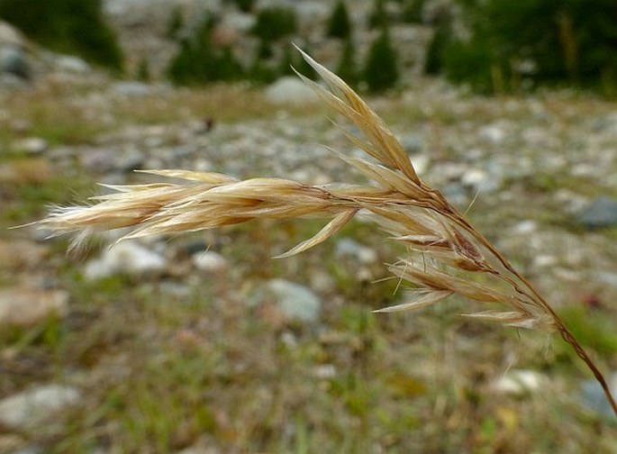 TRISETUM DISTICHOPHYLLUM (Vill.) P. Beauv. – trojštět / trojštet