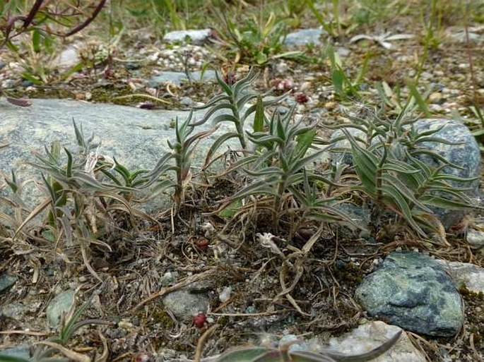 Trisetum distichophyllum