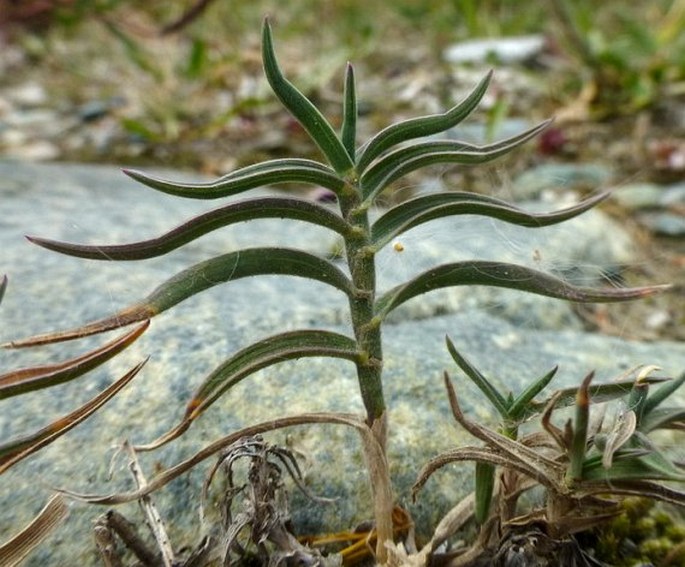 Trisetum distichophyllum