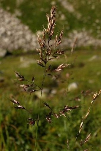 Trisetum fuscum