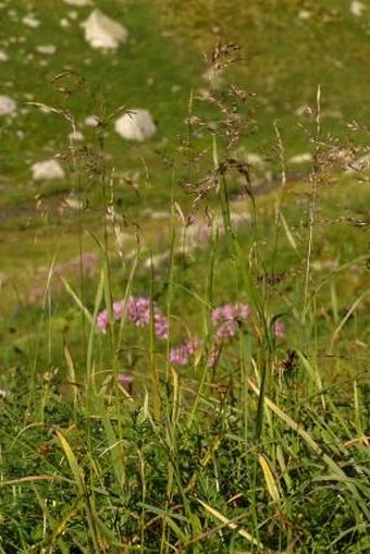 Trisetum fuscum