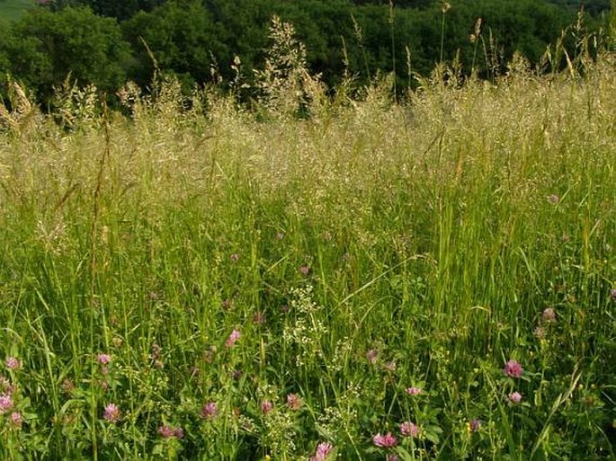 Trisetum flavescens